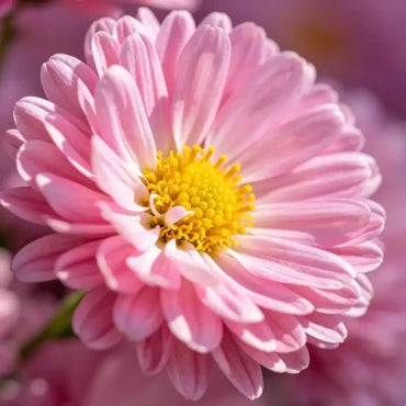 Pink Aster Seeds - Verdseeds