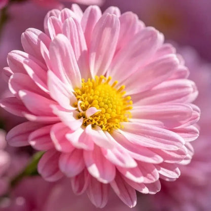 Pink Aster Seeds - Verdseeds