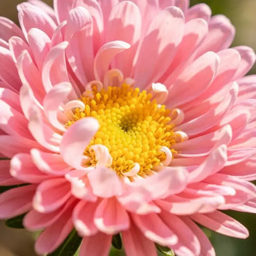 Pink Aster Seeds - Verdseeds
