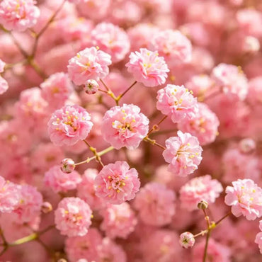 Pink Baby's Breath Seeds - Verdseeds