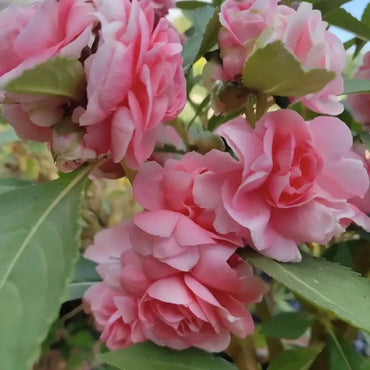 Pink Balsam Seeds - Verdseeds