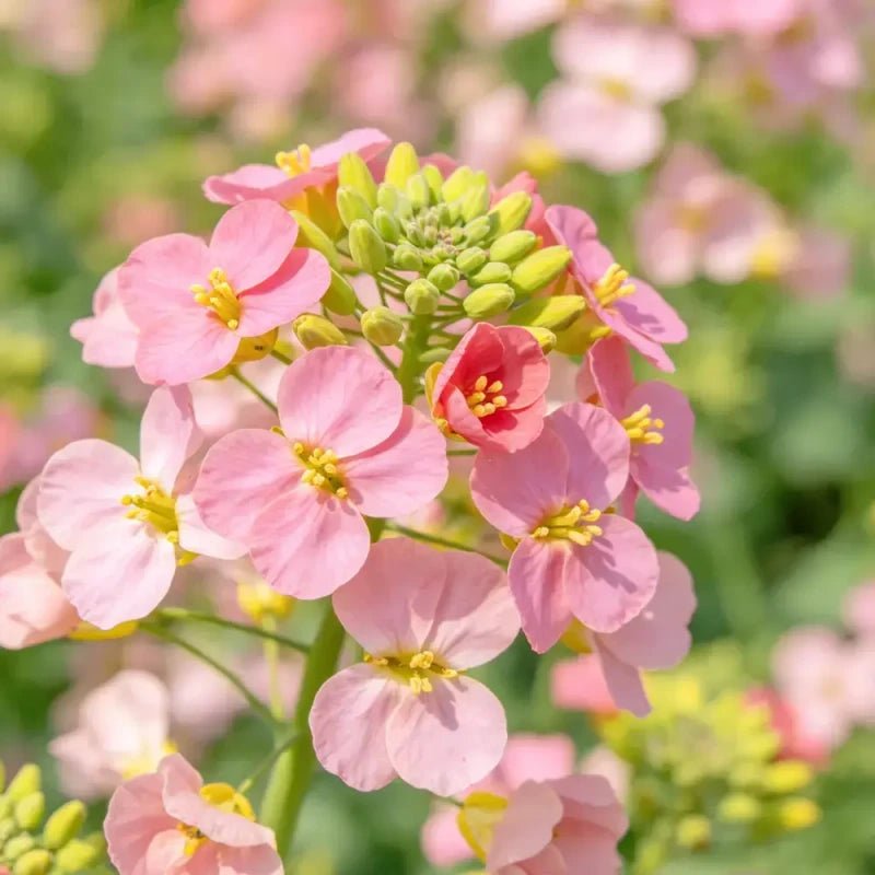 Pink Basket - of - Gold Seeds - Verdseeds