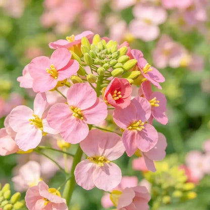 Pink Basket - of - Gold Seeds - Verdseeds