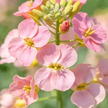 Pink Basket - of - Gold Seeds - Verdseeds