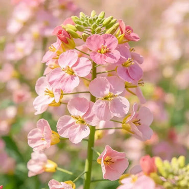 Pink Basket - of - Gold Seeds - Verdseeds