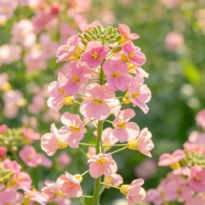 Pink Basket - of - Gold Seeds - Verdseeds