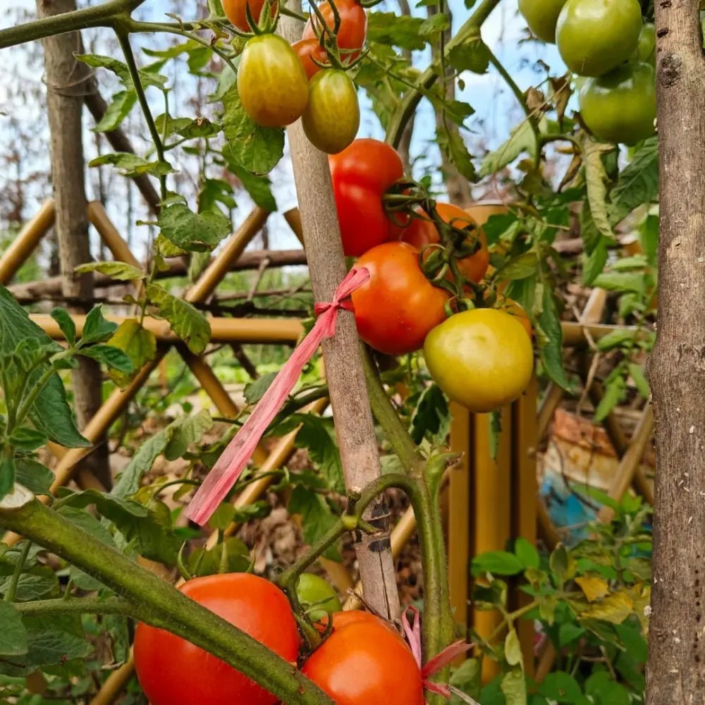 Pink Beauty Tomato Seeds - Verdseeds