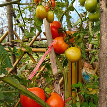 Pink Beauty Tomato Seeds - Verdseeds