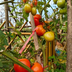 Pink Beauty Tomato Seeds - Verdseeds