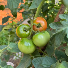 Pink Beauty Tomato Seeds - Verdseeds