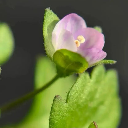 Pink Bird's Eye(Speedwell) Seeds - Verdseeds