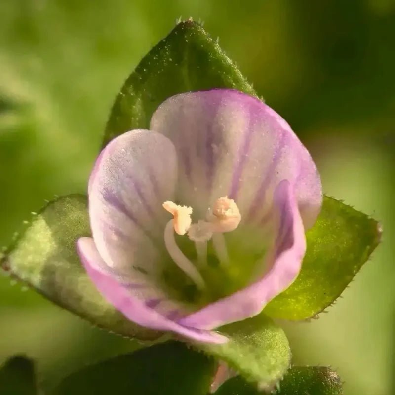 Pink Bird's Eye(Speedwell) Seeds - Verdseeds