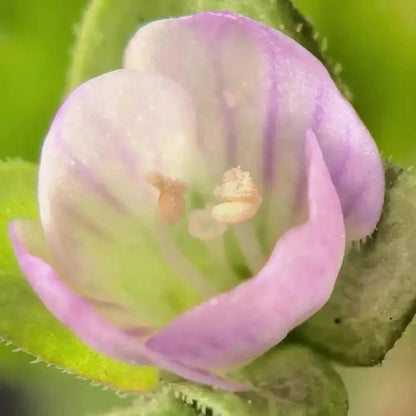Pink Bird's Eye(Speedwell) Seeds - Verdseeds