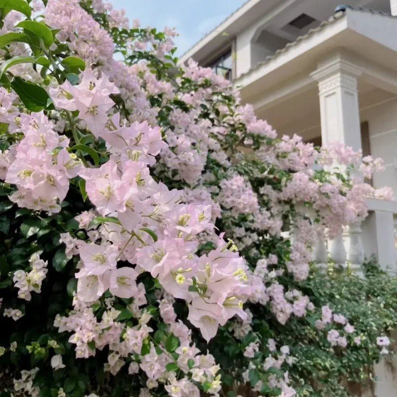Pink Bougainvillea Seeds - Verdseeds