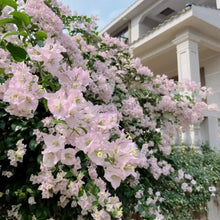 Pink Bougainvillea Seeds - Verdseeds