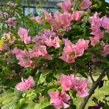 Pink Bougainvillea Seeds - Verdseeds