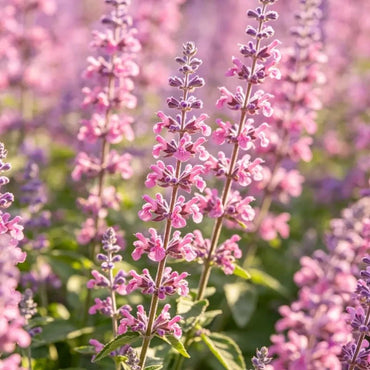 Pink Butterfly Sage Seeds - Verdseeds