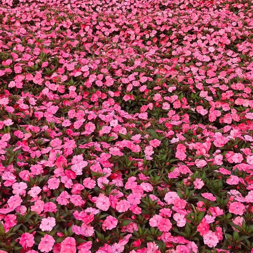 Pink Caesalpinia Pulcherrima Poinciana Seeds - Verdseeds