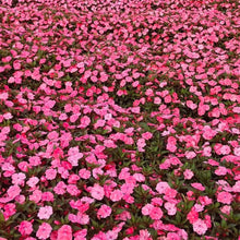 Pink Caesalpinia Pulcherrima Poinciana Seeds - Verdseeds
