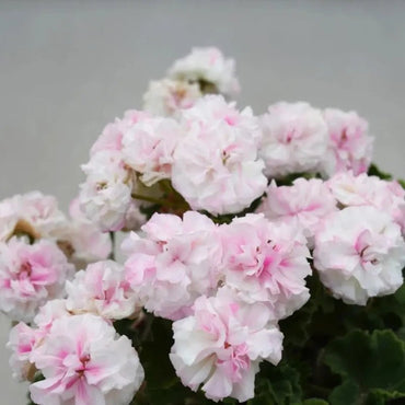 Pink Calliope Geranium Seeds - Verdseeds