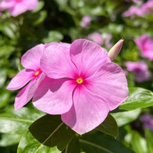 Pink Catharanthus roseus (Madagascar Periwinkle) Seeds - Verdseeds