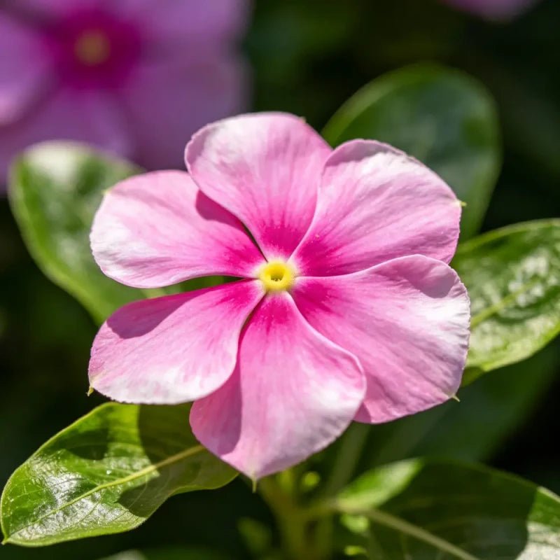 Pink Catharanthus roseus (Madagascar Periwinkle) Seeds - Verdseeds