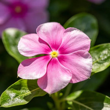 Pink Catharanthus roseus (Madagascar Periwinkle) Seeds - Verdseeds
