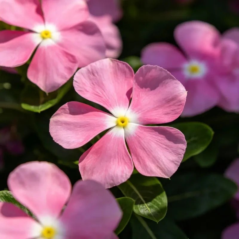 Pink Catharanthus roseus (Madagascar Periwinkle) Seeds - Verdseeds