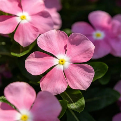 Pink Catharanthus roseus (Madagascar Periwinkle) Seeds - Verdseeds