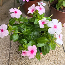Pink Catharanthus Roseus Seeds - Verdseeds