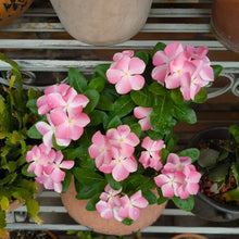 Pink Catharanthus Roseus Seeds - Verdseeds