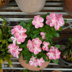 Pink Catharanthus Roseus Seeds - Verdseeds