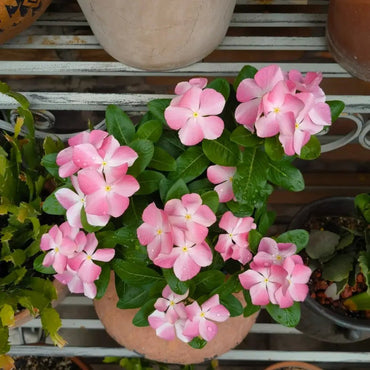 Pink Catharanthus Roseus Seeds - Verdseeds