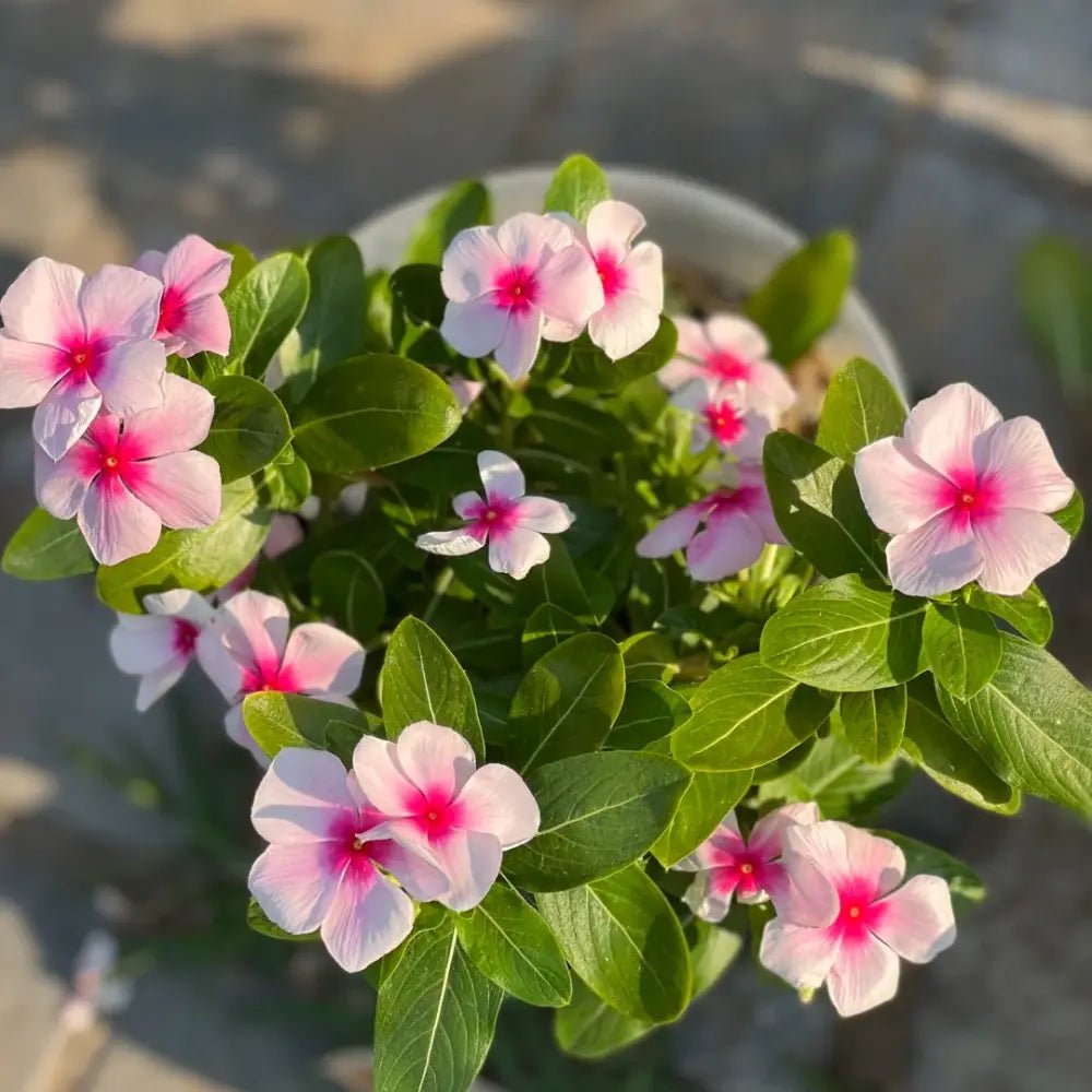 Pink Catharanthus Roseus Seeds - Verdseeds