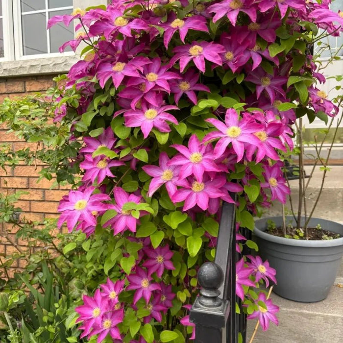 Pink Champagne Clematis Seeds - Verdseeds