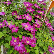 Pink Champagne Clematis Seeds - Verdseeds