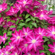 Pink Champagne Clematis Seeds - Verdseeds