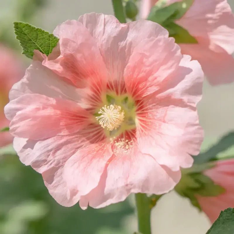 Pink Common Mallow Seeds - Verdseeds