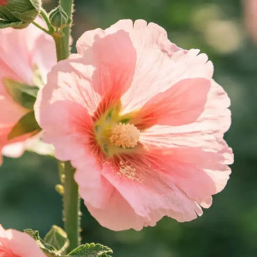 Pink Common Mallow Seeds - Verdseeds