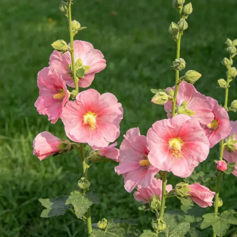 Pink Common Mallow Seeds - Verdseeds