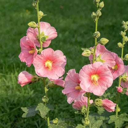 Pink Common Mallow Seeds - Verdseeds