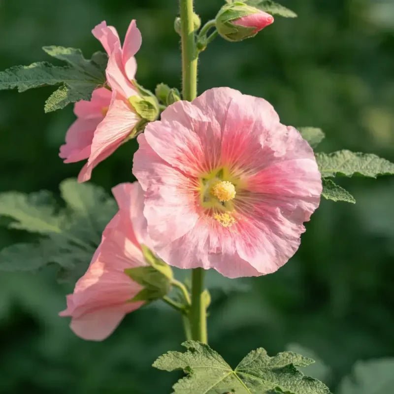 Pink Common Mallow Seeds - Verdseeds
