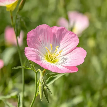Pink Corn Cockle Seeds - Verdseeds