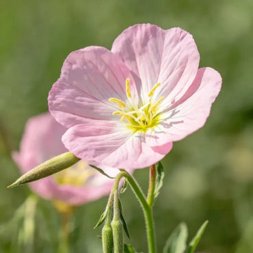 Pink Corn Cockle Seeds - Verdseeds