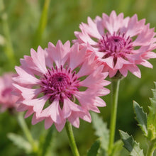 Pink Cornflower Seeds - Verdseeds