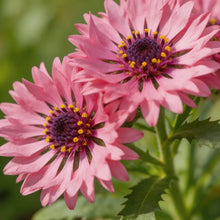 Pink Cornflower Seeds - Verdseeds
