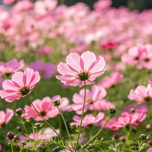 Pink Cosmos Seeds - Verdseeds