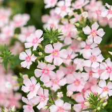Pink Creeping Phlox Seeds - Verdseeds
