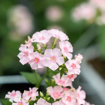Pink Creeping Phlox Seeds - Verdseeds