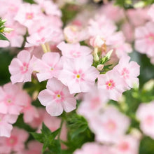Pink Creeping Phlox Seeds - Verdseeds